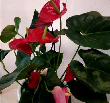 盆栽红掌花怎么养，盆栽红掌花怎么养？