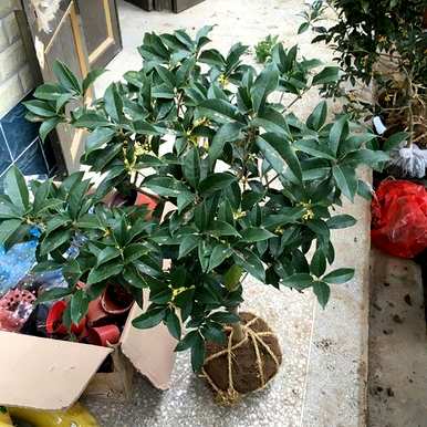 四季桂花的养殖方法，盆栽四季桂花树的养殖方法