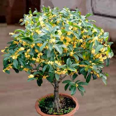 四季桂花的养殖方法，盆栽四季桂花树的养殖方法
