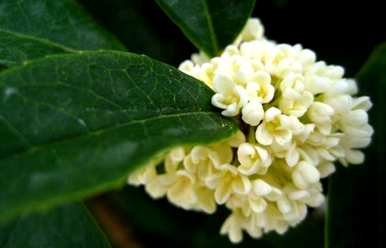 四季桂花的养殖方法，盆栽四季桂花树的养殖方法