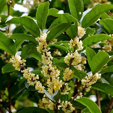 四季桂花的养殖方法，盆栽四季桂花树的养殖方法