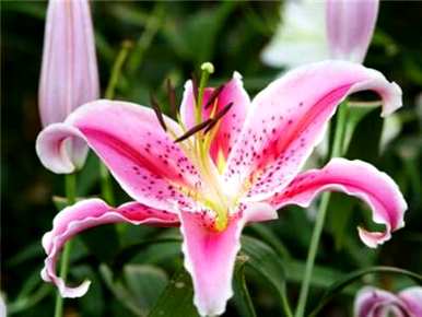 百合种植时间和方法，百合种植多久？