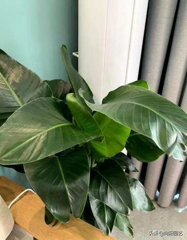 适用于室内小型观叶植物、室内观叶植物名称及图片