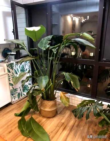 适用于室内小型观叶植物、室内观叶植物名称及图片