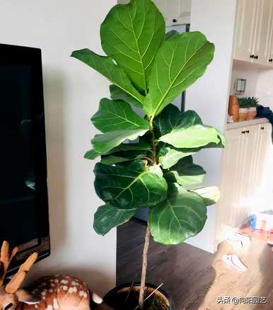 适用于室内小型观叶植物、室内观叶植物名称及图片