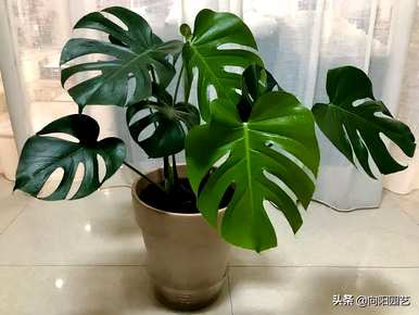 适用于室内小型观叶植物、室内观叶植物名称及图片