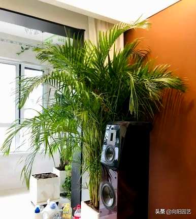 适用于室内小型观叶植物、室内观叶植物名称及图片