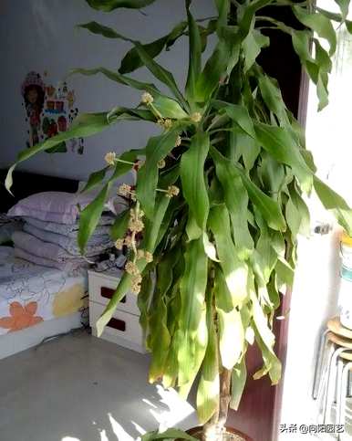 适用于室内小型观叶植物、室内观叶植物名称及图片