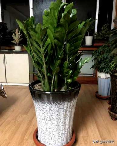 适用于室内小型观叶植物、室内观叶植物名称及图片