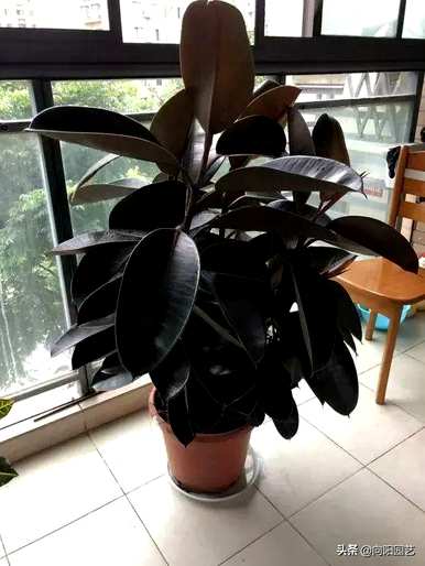 适用于室内小型观叶植物、室内观叶植物名称及图片