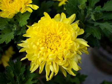 秋花的名字是什么，秋花的名字是什么？