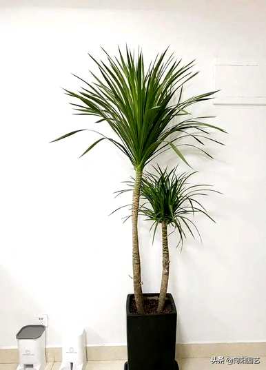 适用于室内小型观叶植物、室内观叶植物名称及图片