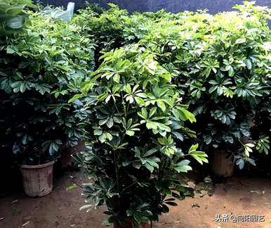 适用于室内小型观叶植物、室内观叶植物名称及图片