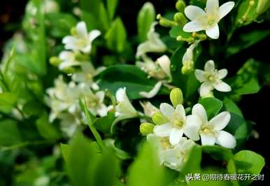 达摩小叶九里香花语，九里香花语是什么意思？