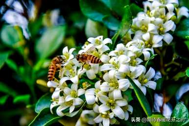 达摩小叶九里香花语，九里香花语是什么意思？