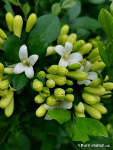 达摩小叶九里香花语，九里香花语是什么意思？