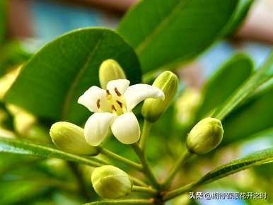 达摩小叶九里香花语，九里香花语是什么意思？