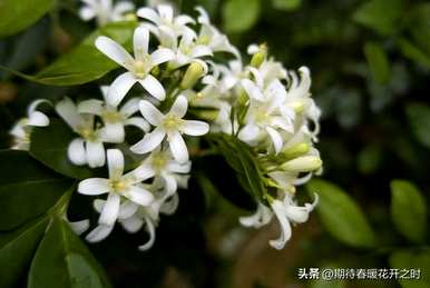 达摩小叶九里香花语，九里香花语是什么意思？