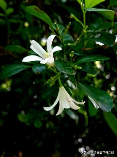 达摩小叶九里香花语，九里香花语是什么意思？