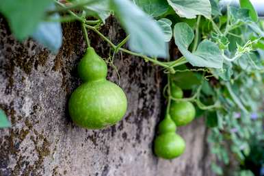 葫芦种植时间和方法、巨型葫芦种子种植时间和方法