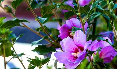 芙蓉的养殖方法和管理，芙蓉的养殖方法是什么？