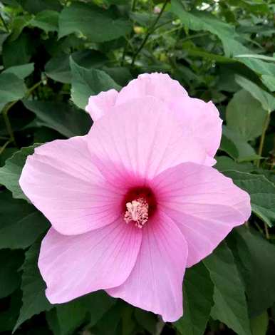 芙蓉的养殖方法和管理，芙蓉的养殖方法是什么？