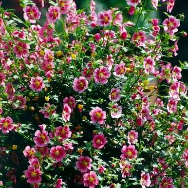 芙蓉的养殖方法和管理，芙蓉的养殖方法是什么？