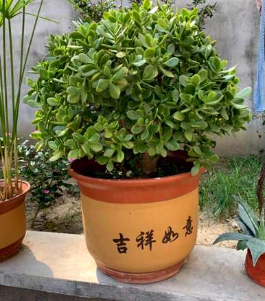 玉树怎么养才能更旺盛地开花，玉树养了十年怎么不开花？