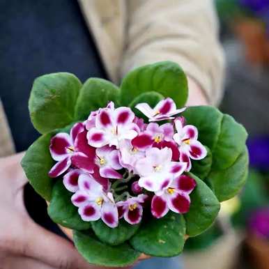 非洲堇怎么开花？非洲堇什么季节开花？