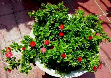 六月种什么花合适，六厘米高的花盆种什么花？