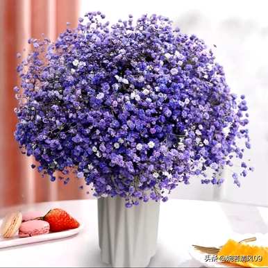 什么是满天星的花语给妈妈，什么是满天星的花语？