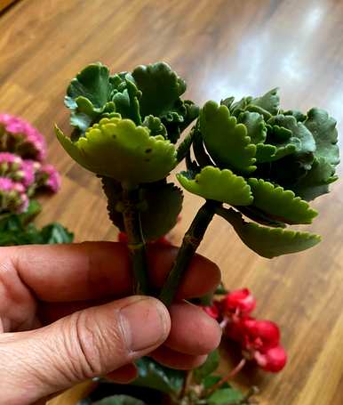 六月种什么花合适，六厘米高的花盆种什么花？