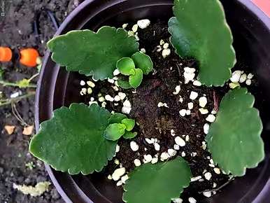 六月种什么花合适，六厘米高的花盆种什么花？