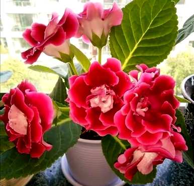 六月种什么花合适，六厘米高的花盆种什么花？