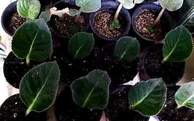 六月种什么花合适，六厘米高的花盆种什么花？