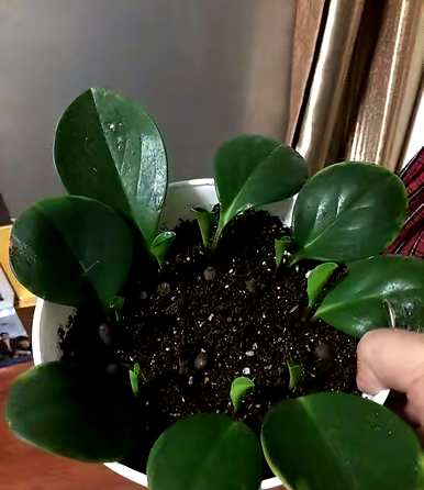 六月种什么花合适，六厘米高的花盆种什么花？