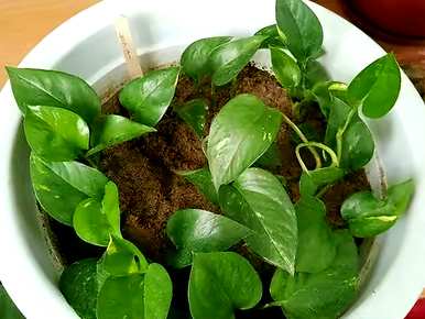 六月种什么花合适，六厘米高的花盆种什么花？