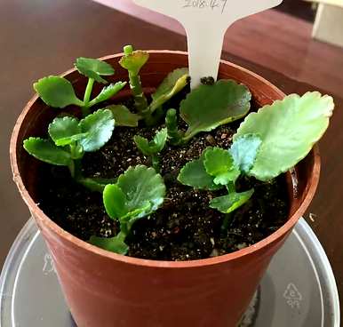 六月种什么花合适，六厘米高的花盆种什么花？