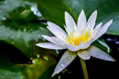 为什么水养碗莲不开花？碗莲能一直养水吗？