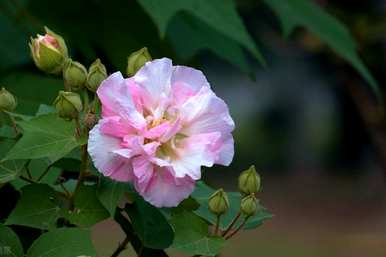 芙蓉花养殖的最佳方法是什么？芙蓉花的养殖方法是什么？