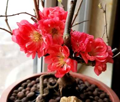广东养海棠花的禁忌，怎么养海棠花？