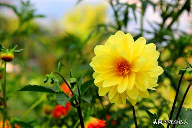 大丽花何时开花，大丽花何时开花