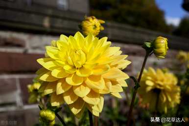 大丽花何时开花，大丽花何时开花