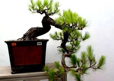 如何养马尾松盆景，如何养马尾松苗家庭盆景