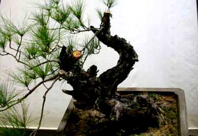 如何养马尾松盆景，如何养马尾松苗家庭盆景