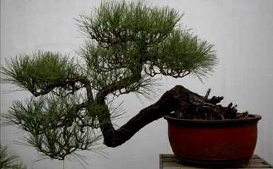 如何养马尾松盆景，如何养马尾松苗家庭盆景