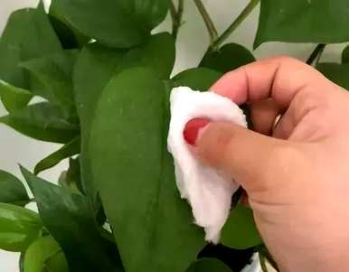 绿萝有毒吗？可以在室内养吗？绿萝在室内有毒吗？