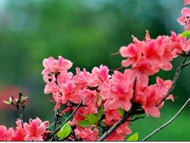 杜鹃花浇水多久合适？你能用鱼缸水浇杜鹃花吗？