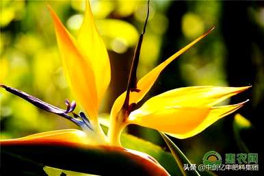 鹤望兰植物花语是什么，鹤望兰花语是什么意思？
