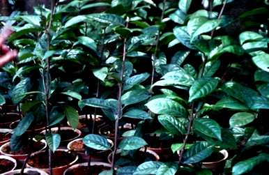 香妃茶花适合盆栽或户外种植。茶花盆栽种植方法